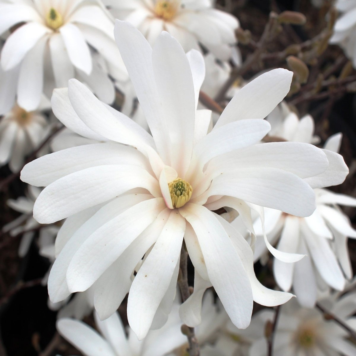 Royal Star Magnolia - LandscapeDirect