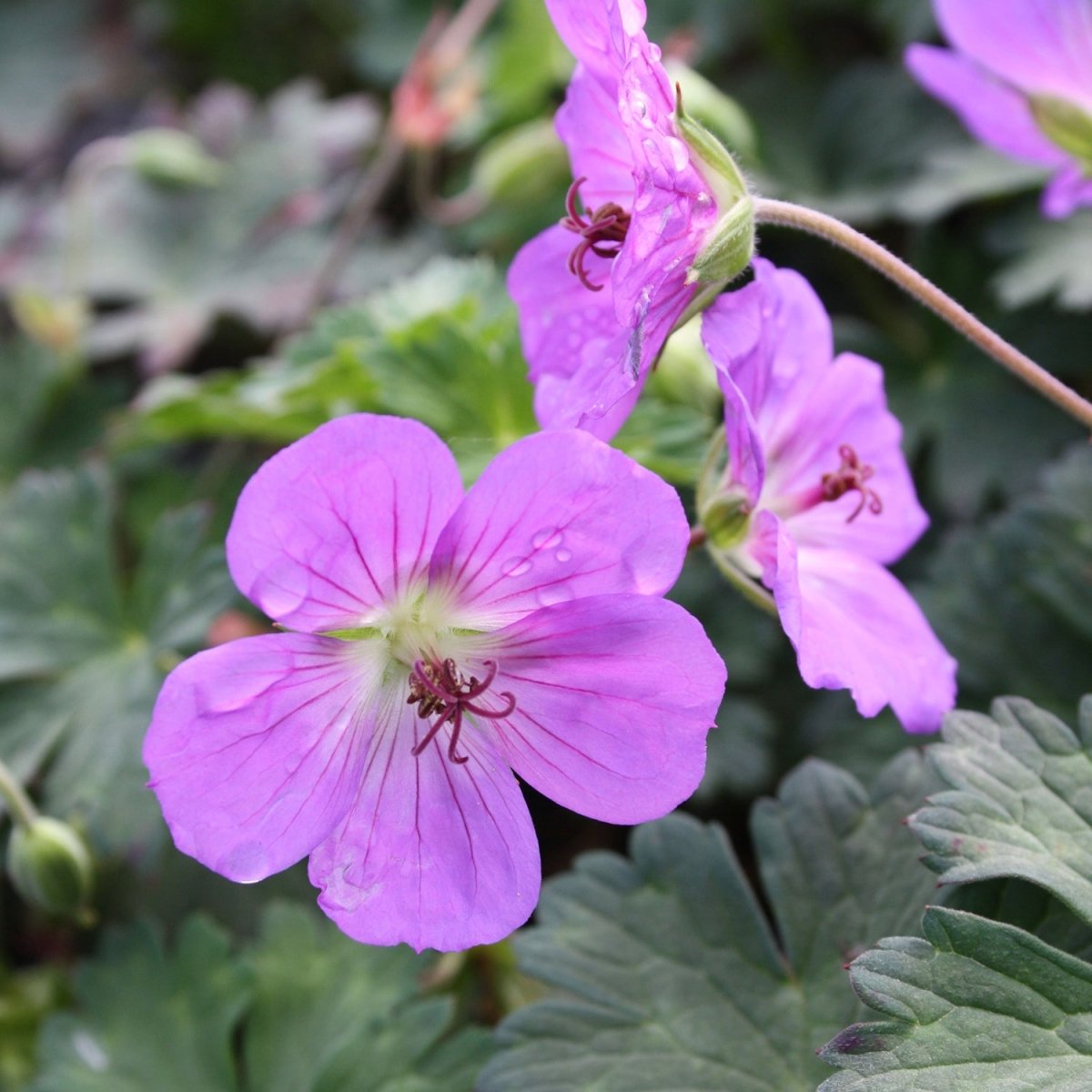 Rozanne Cranesbill - LandscapeDirect