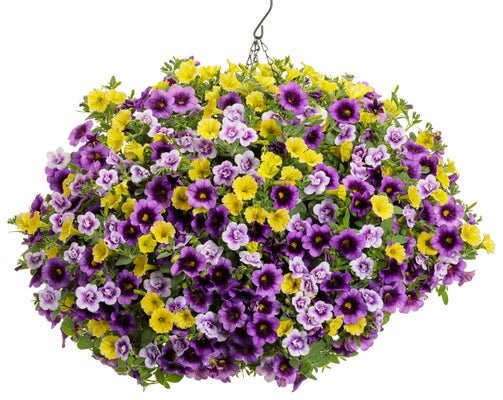 Rumor Has It - Hanging Basket Kit - LandscapeDirect