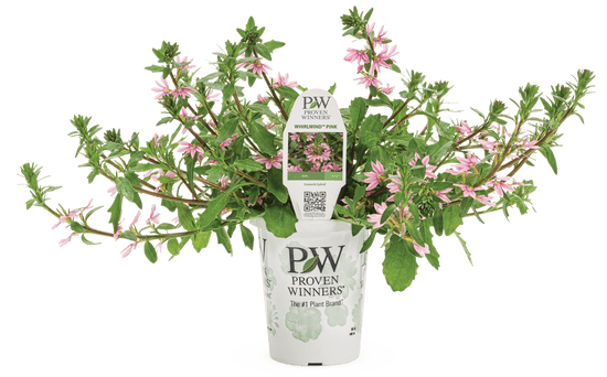 Scaevola Whirlwind Pink - LandscapeDirect