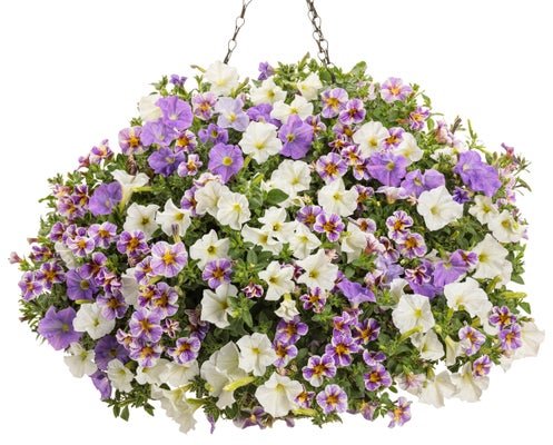 Something Blue - Hanging Basket Kit - LandscapeDirect