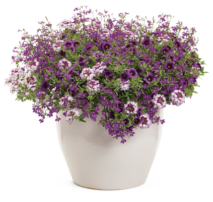 Sparkle and Glow - Patio Container Kit - LandscapeDirect