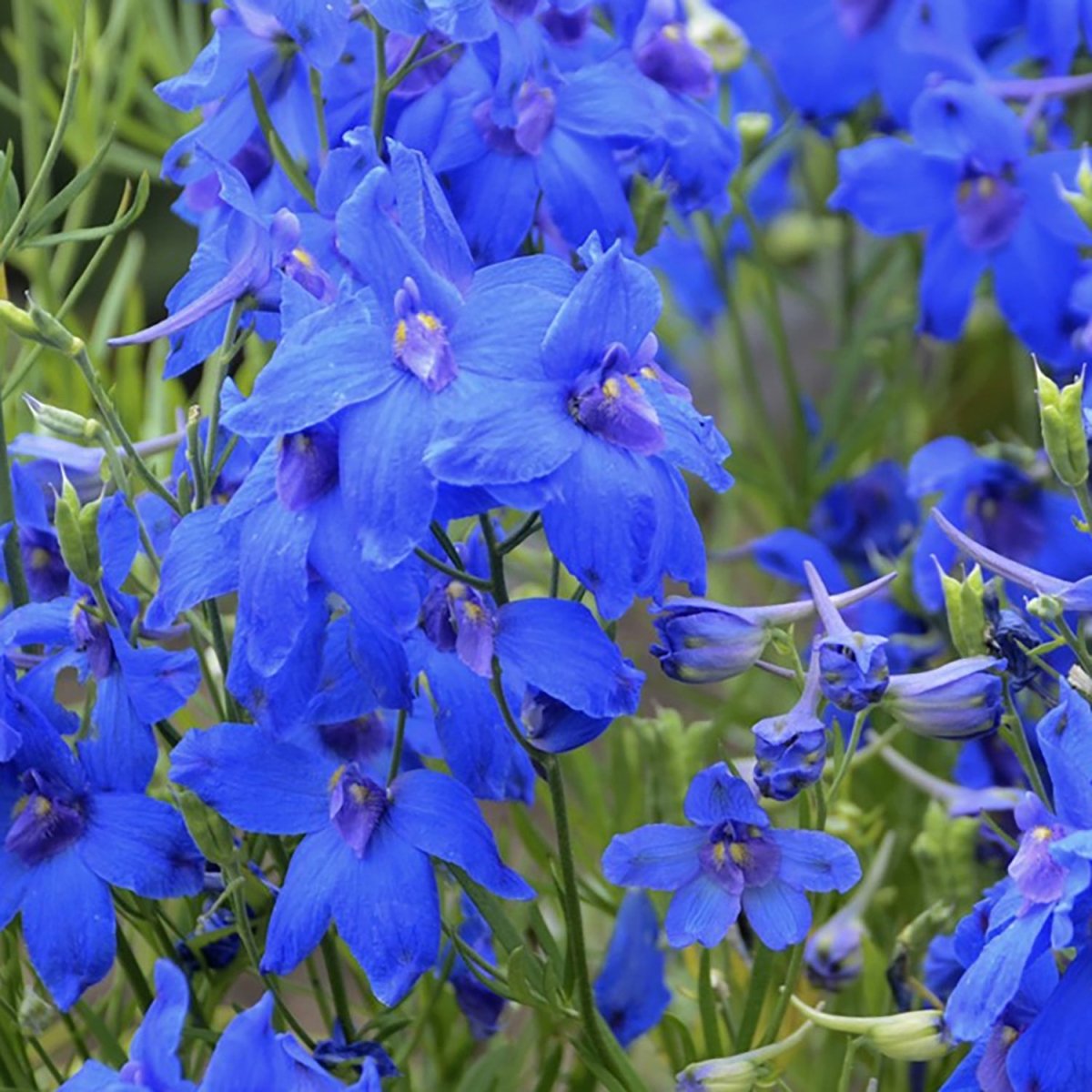 Summer Nights Larkspur – LandscapeDirect