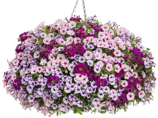 Summer Rendezvous - Hanging Basket Kit - LandscapeDirect