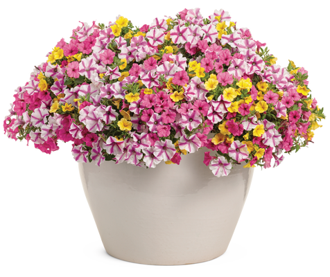 Sunglasses - hanging basket - Patio Container Kit - LandscapeDirect