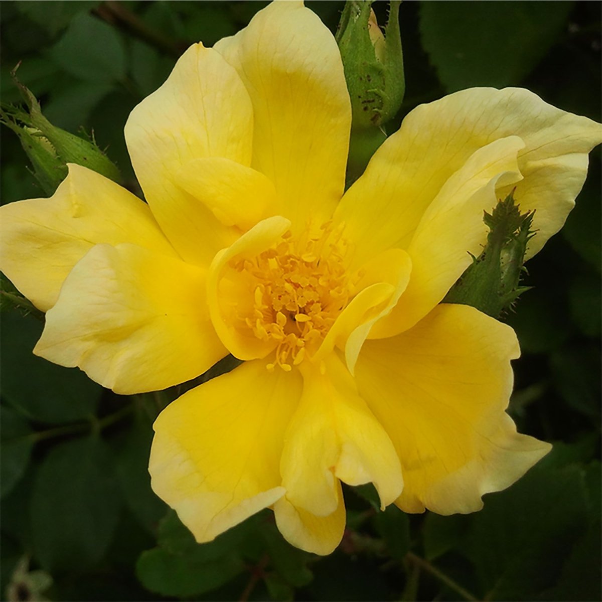 Sunny Knock Out Shrub Rose - LandscapeDirect