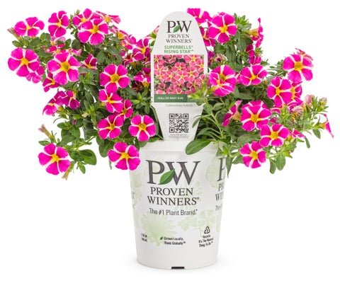 Superbells Rising Star - LandscapeDirect