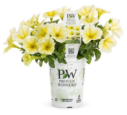 Supertunia Limoncello - LandscapeDirect