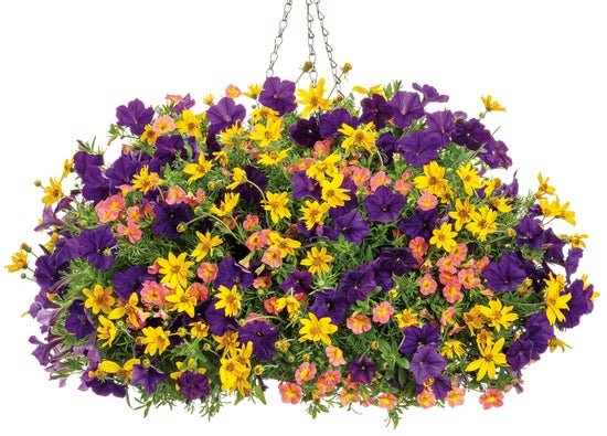Sweet Mango - Hanging Basket Kit - LandscapeDirect