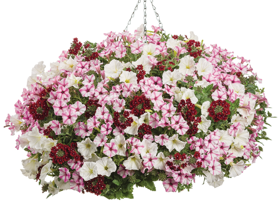 Sweet Secrets - Hanging Basket Kit - LandscapeDirect