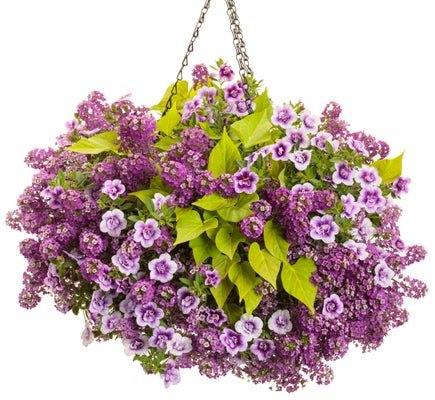 The Crown - Hanging Basket Kit - LandscapeDirect