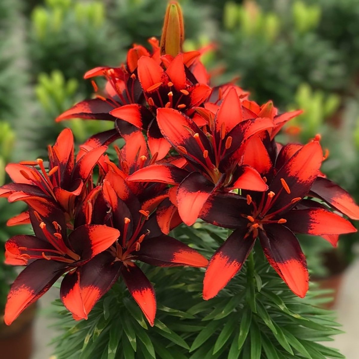 asiatic lily edible Tiny Ink Asiatic Lily