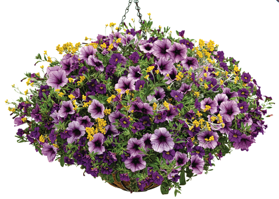 Tried & True - Hanging Basket Kit - LandscapeDirect