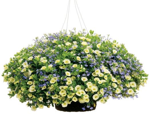 Under the Stars - Hanging Basket Kit - LandscapeDirect