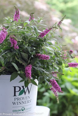 Lo & Behold¬¨¬Æ  'Pink Micro Chip'  Butterfly bush 
