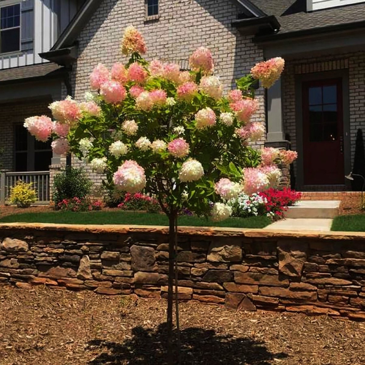Vanilla Strawberry Hydrangea Tree - LandscapeDirect