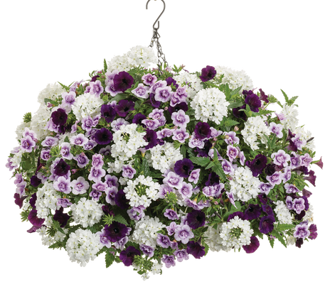 Victoria Lake - Hanging Basket Kit - LandscapeDirect
