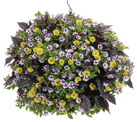 Violet Vista - Hanging Basket Kit - LandscapeDirect