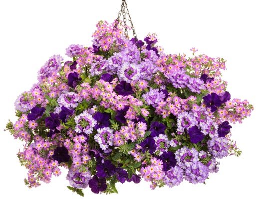 Whirly Pop - Hanging Basket Kit - LandscapeDirect