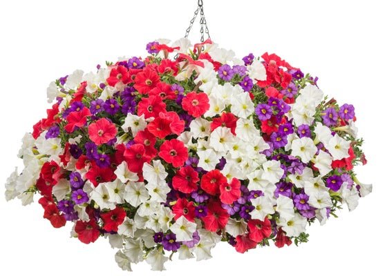 With Liberty - Hanging Basket Kit - LandscapeDirect