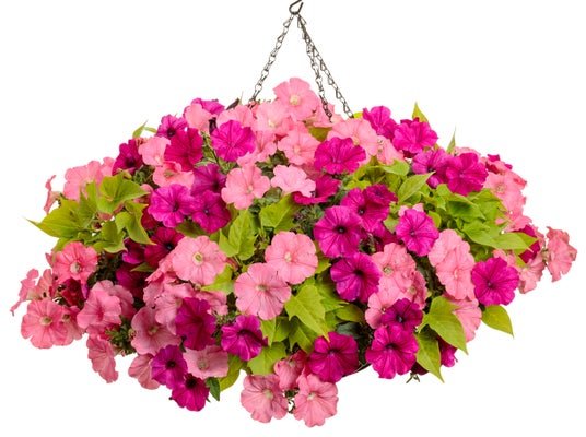 With Love - Hanging Basket Kit - LandscapeDirect