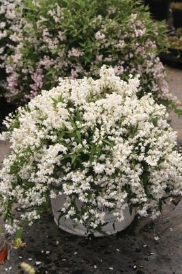 Yuki Snowflake Deutzia - LandscapeDirect