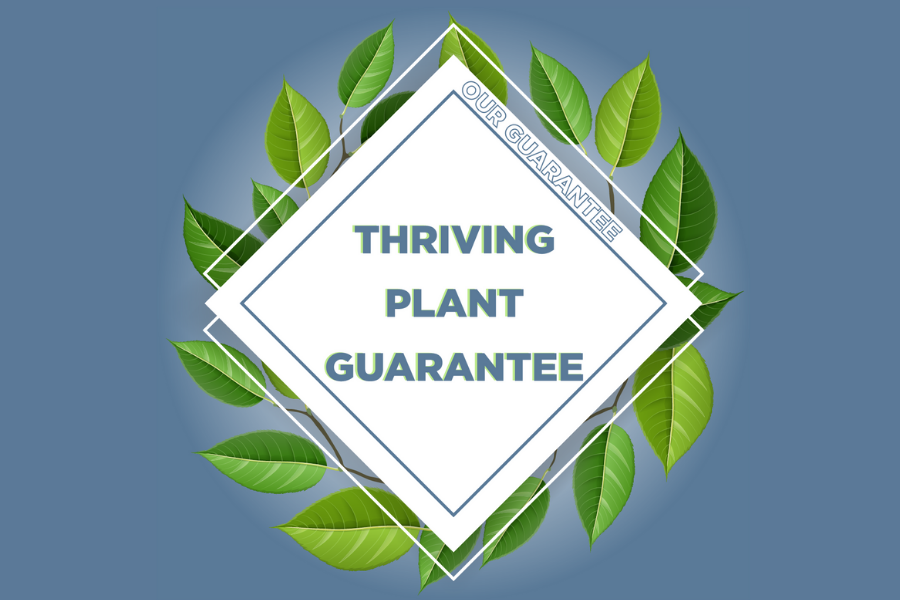 The Thriving Plant Guarantee - Our Promise To You