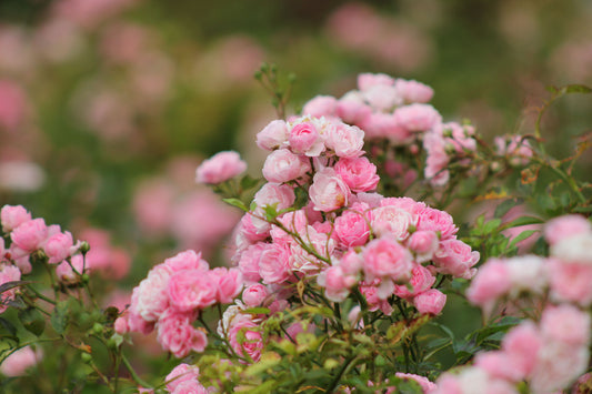 Beginners Guide to Growing David Austin Roses - LandscapeDirect