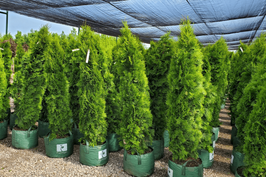Everything You Need to Know About How to Plant an Emerald Cedar - LandscapeDirect