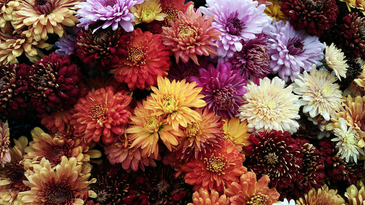 Fall Planting - LandscapeDirect