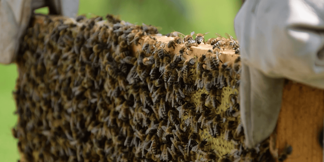 How We Celebrated World Bee Day - LandscapeDirect
