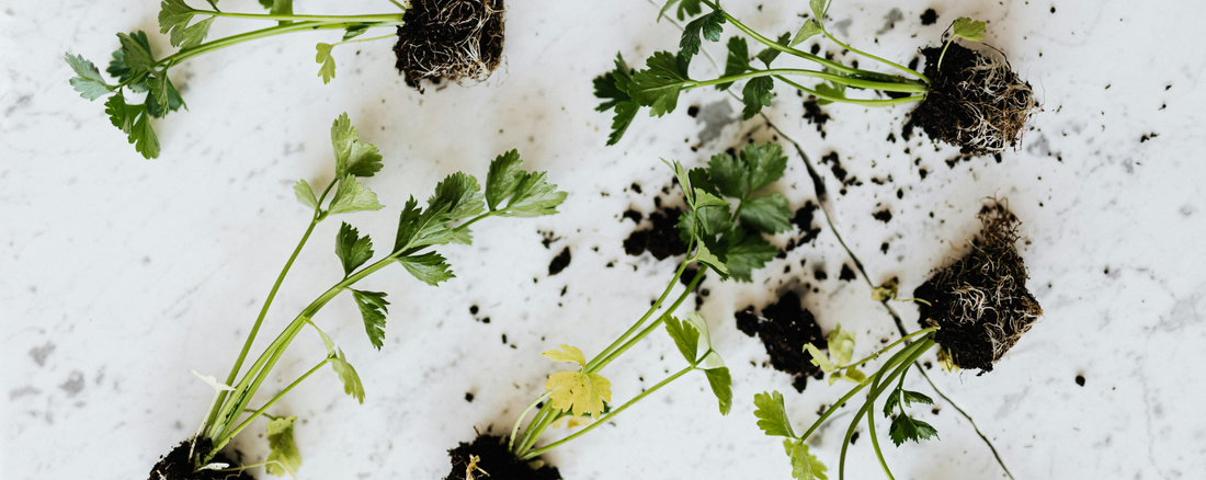 How To Start A Vegetable & Herb Garden