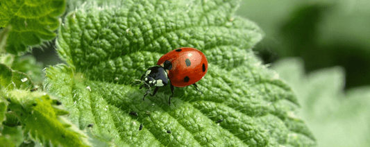 Natural Remedies To Deter Pests - LandscapeDirect
