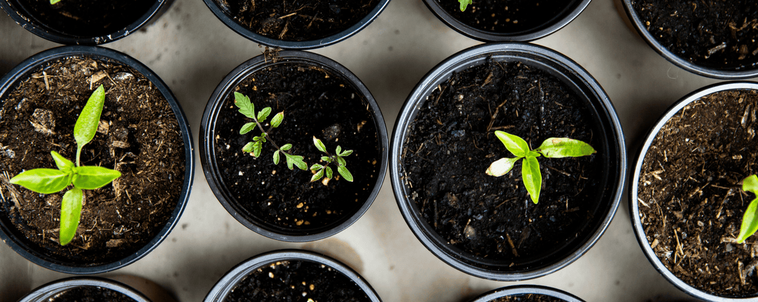 The Easiest Plants for Beginner Gardeners - LandscapeDirect