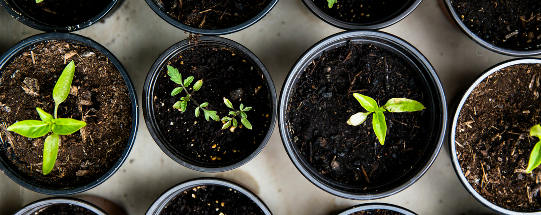 The Easiest Plants for Beginner Gardeners
