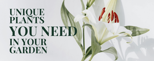 Unique Plants You Need In Your Garden - LandscapeDirect