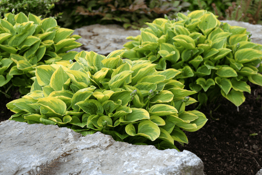 Why, How, and When to Divide Perennials - LandscapeDirect