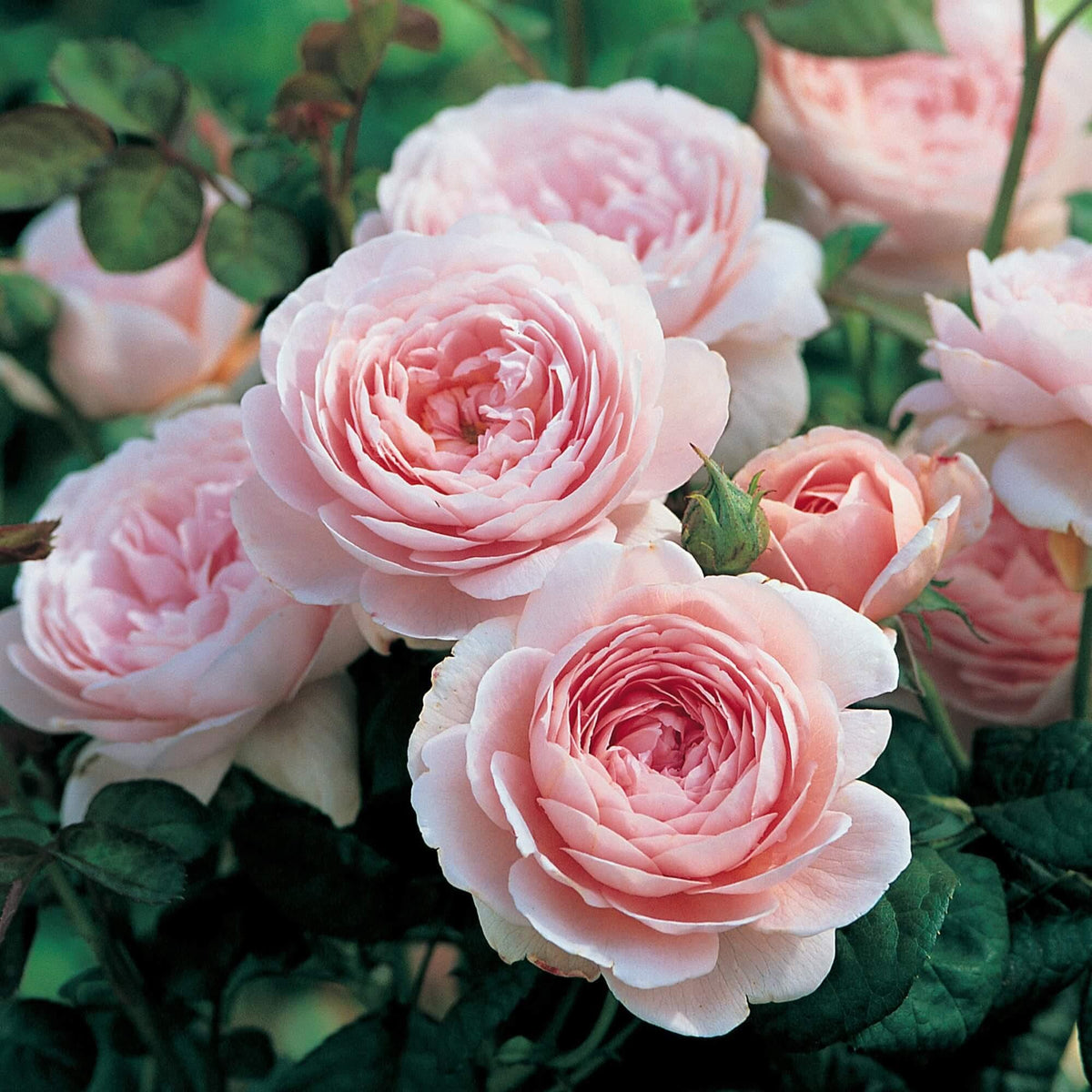 David Austin Roses - LandscapeDirect
