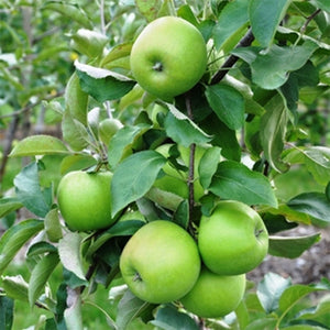Achetez des arbres fruitiers