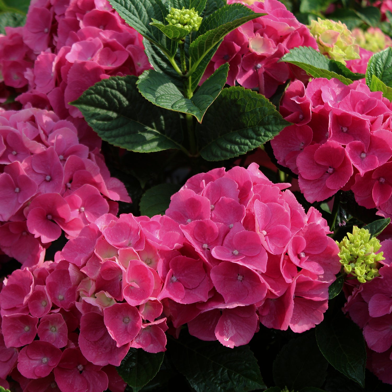 Hydrangeas