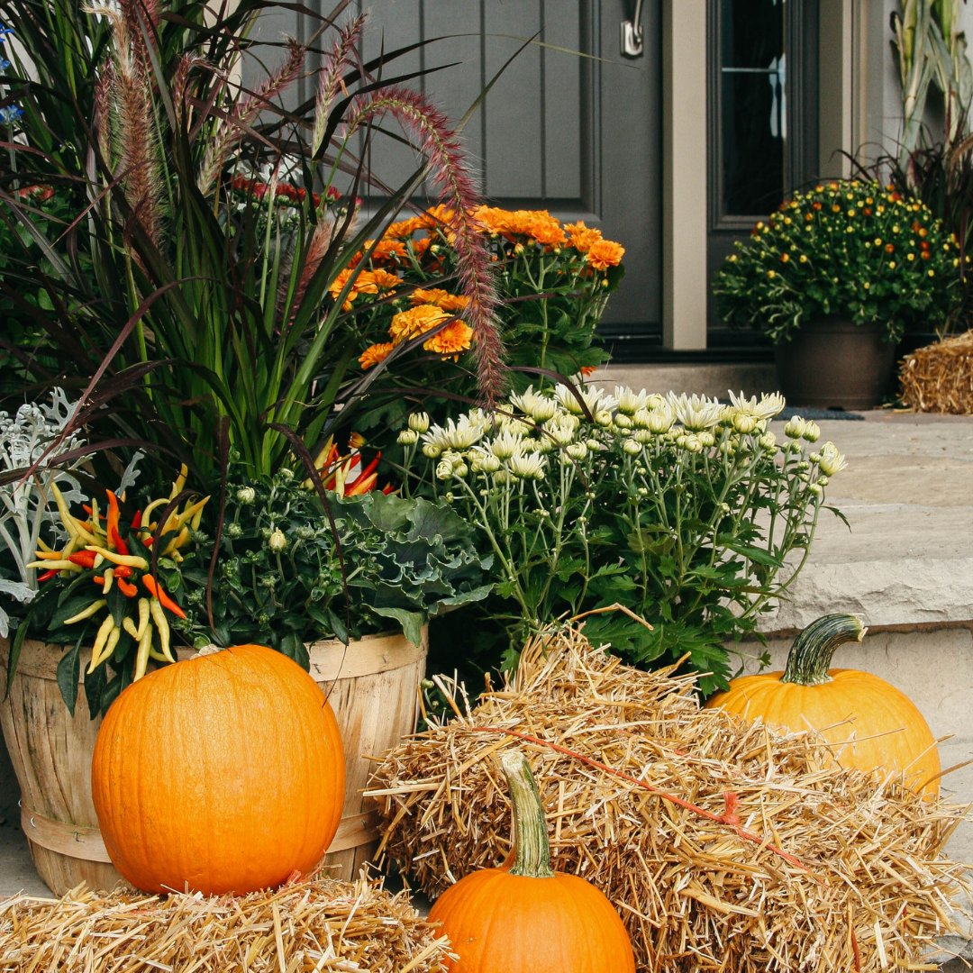 Fall Favourites