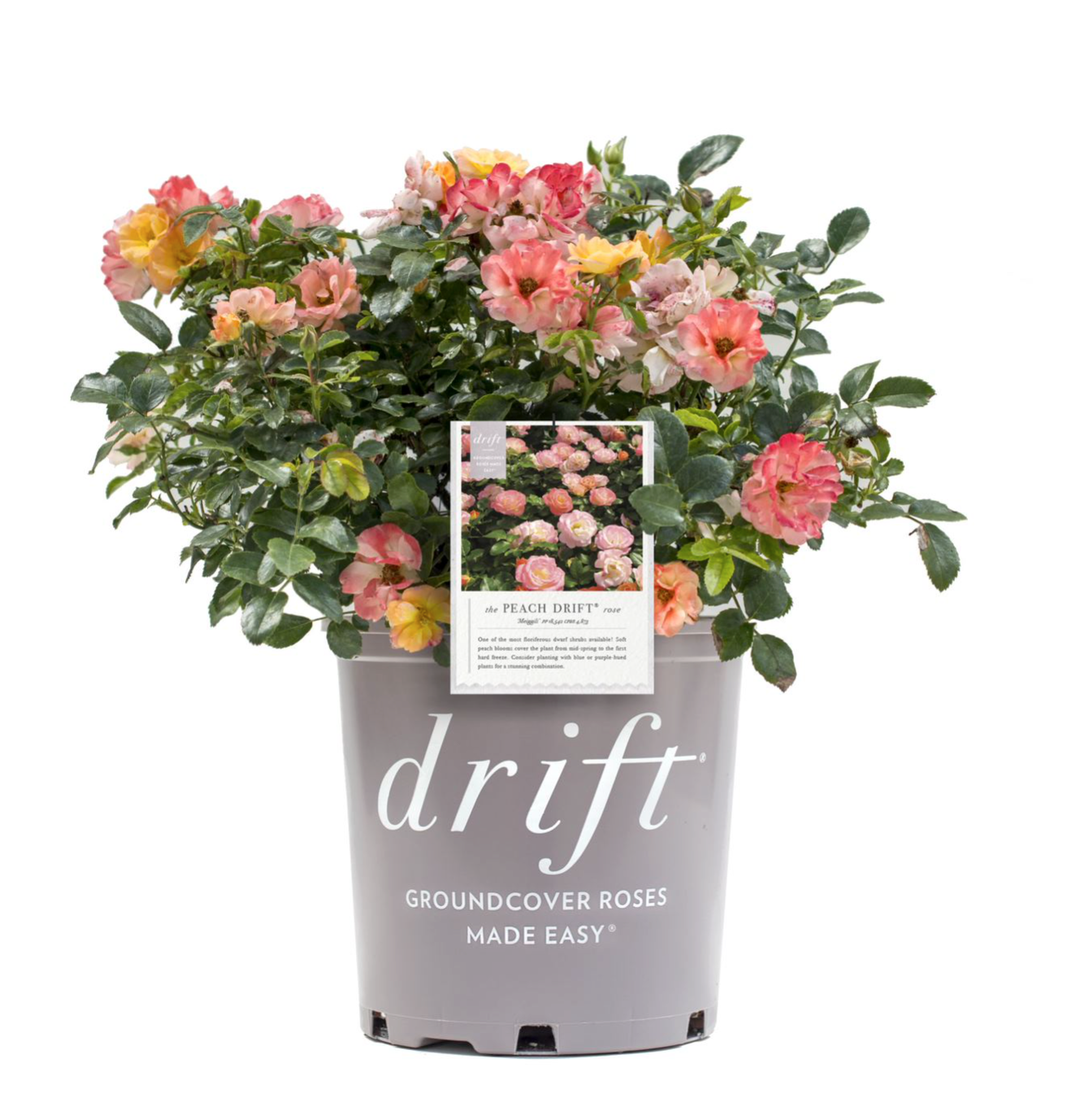 Drift Roses – LandscapeDirect