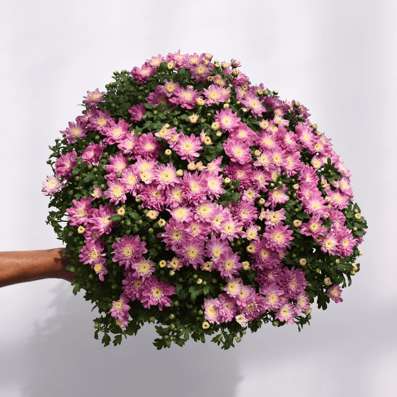 Fall Mums - LandscapeDirect