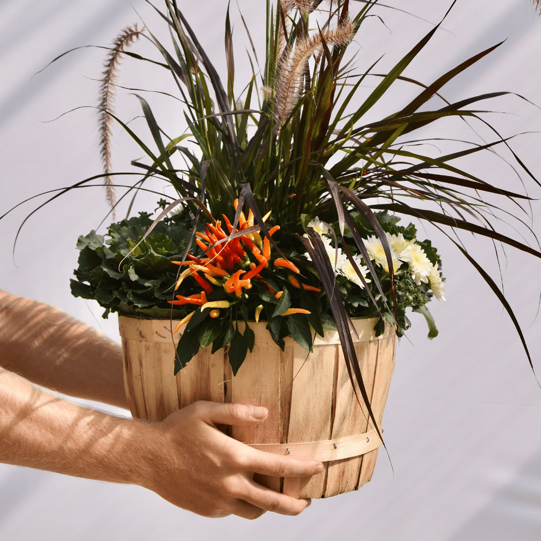 Fall Planter - LandscapeDirect