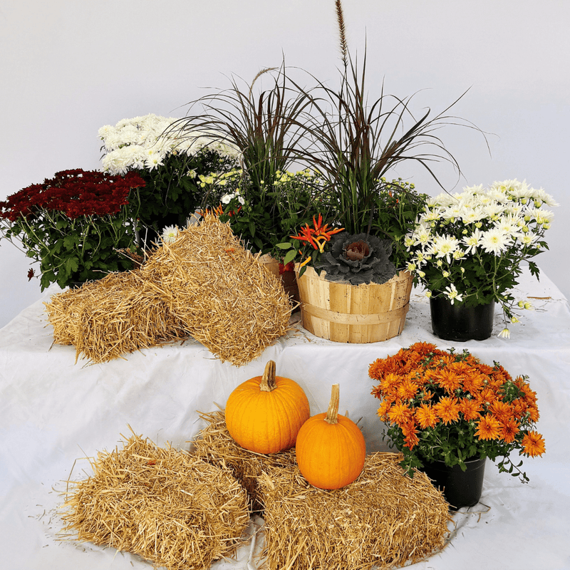 Fall Porch Kits - LandscapeDirect