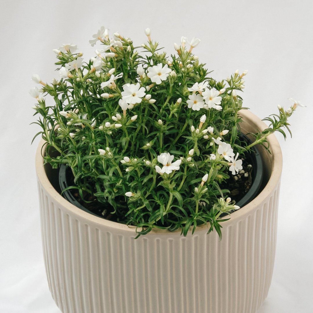 Groundcovers - LandscapeDirect