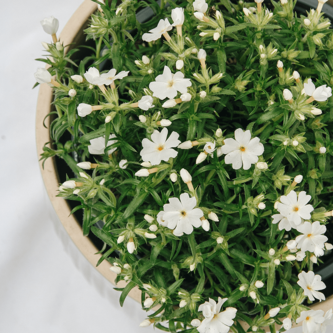 Groundcovers - LandscapeDirect