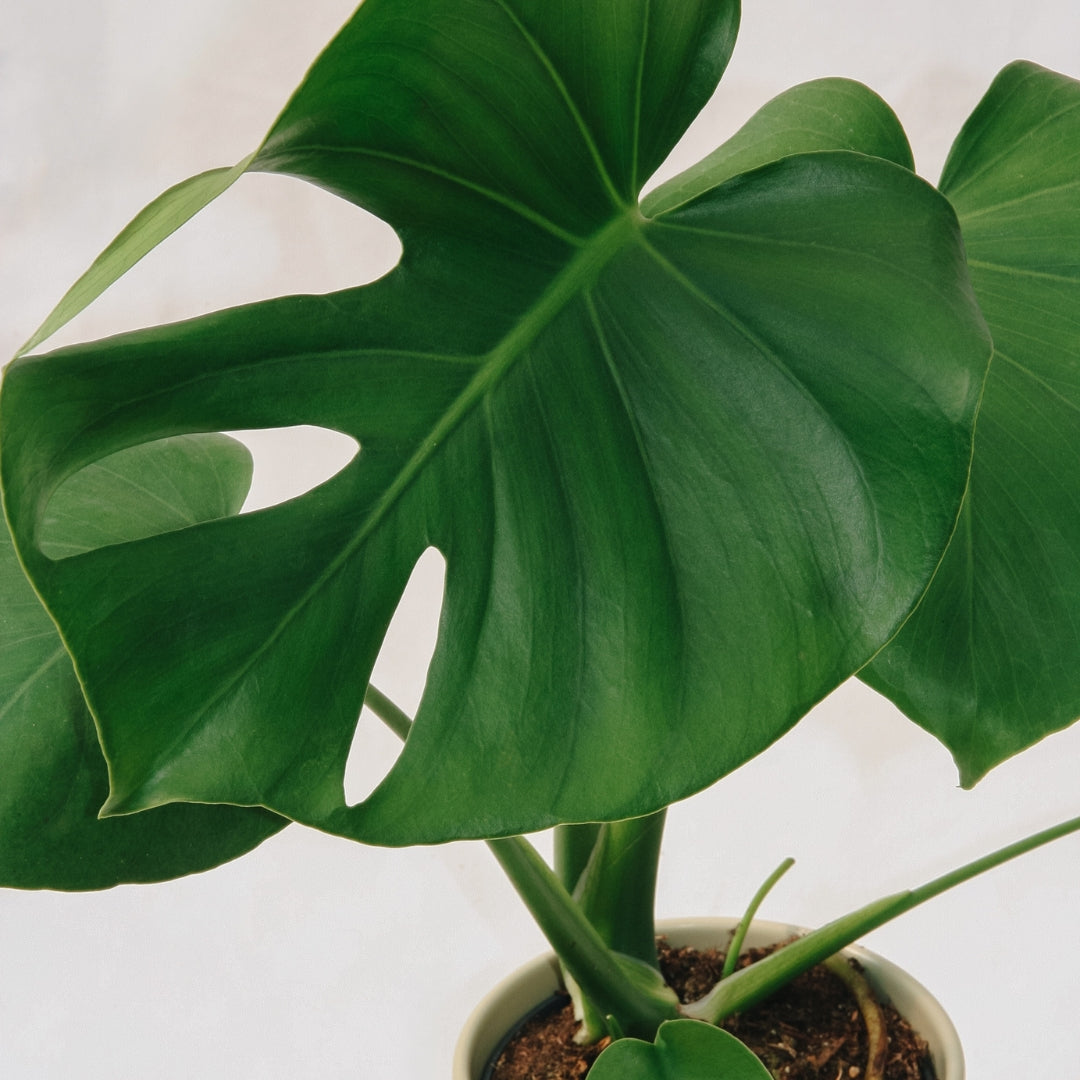 Indoor Plants