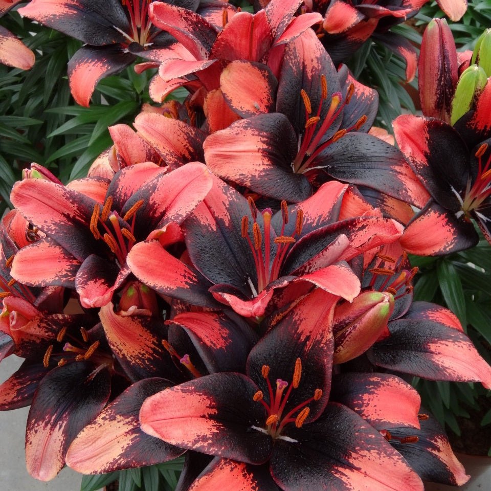 Lilies - LandscapeDirect