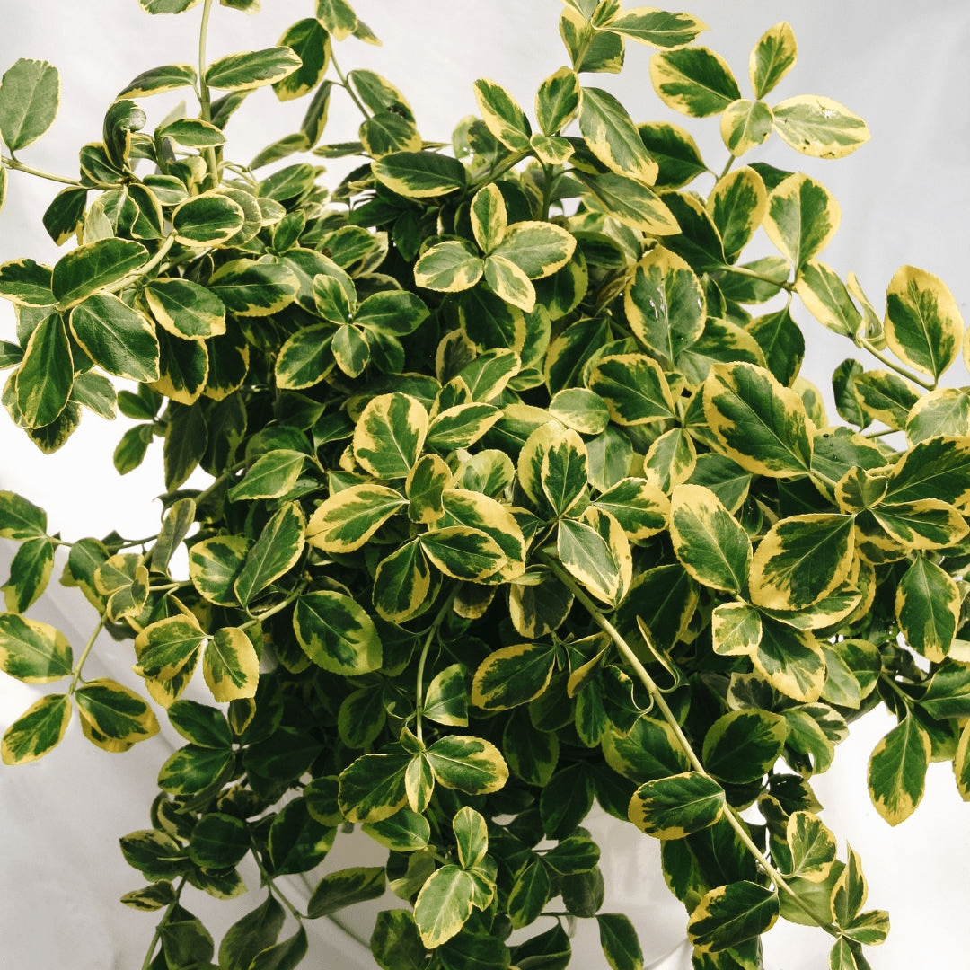 Low Maintenance Plants - LandscapeDirect